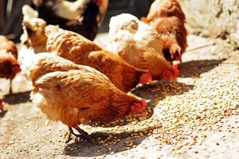 Food & Feed Testing - Eurofins Scientific